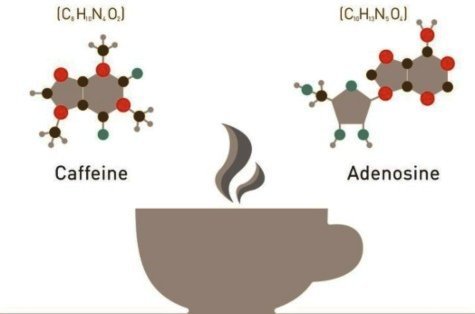 caffeine and adenosine