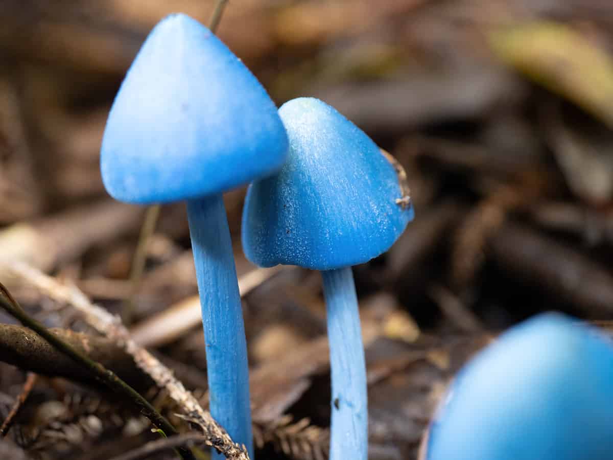 sky blue mushroom
