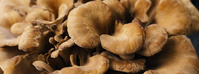 grifola frondosa mushroom