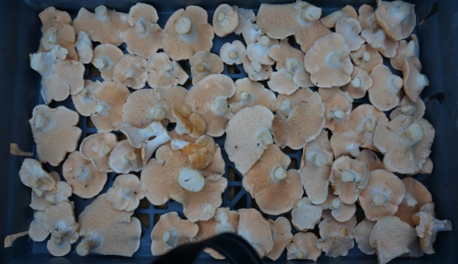 harvesting hedgehog mushrooms